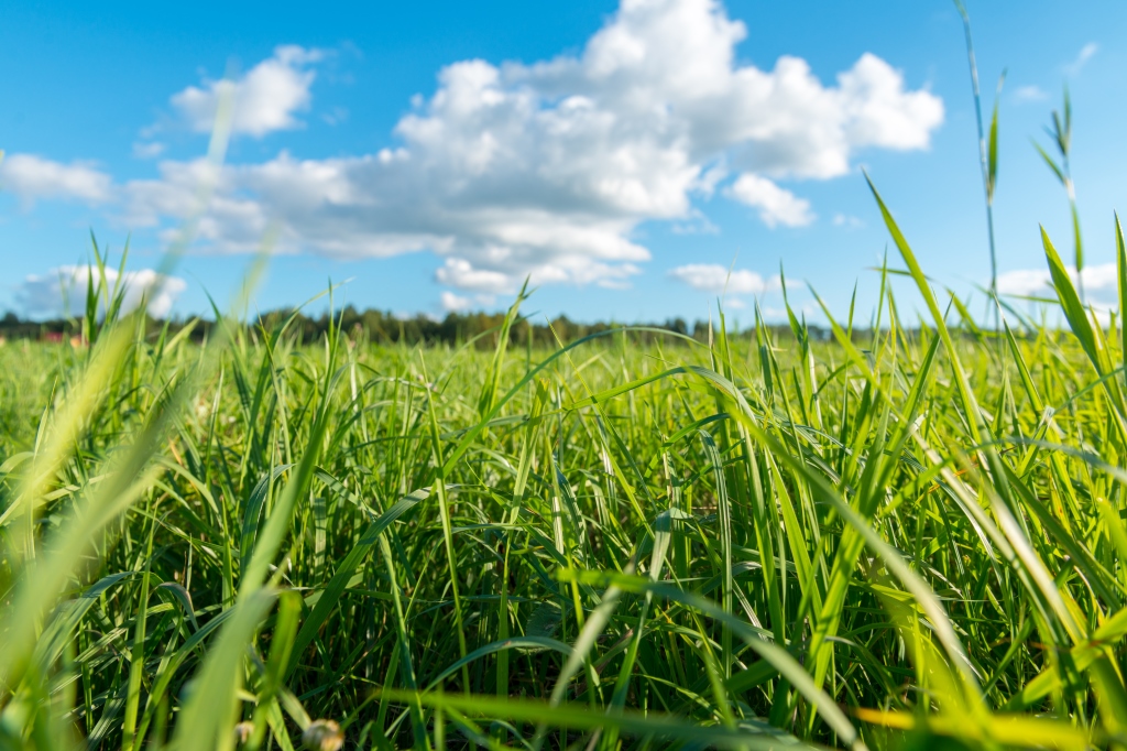 grass2.jpg